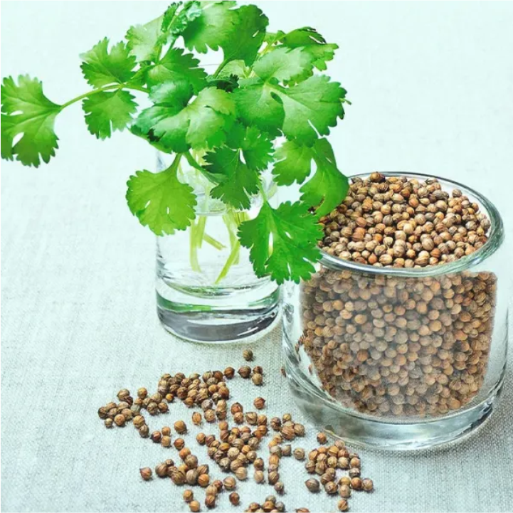 Coriander