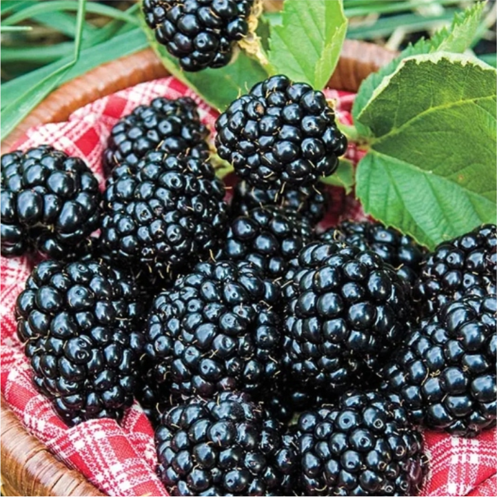 Blackberry